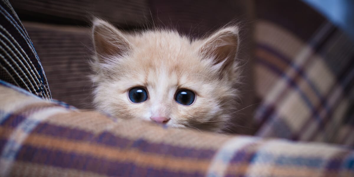 Mi gato se asusta cuando me acerco 🙀 ¿Por qué? ¿Qué hago?